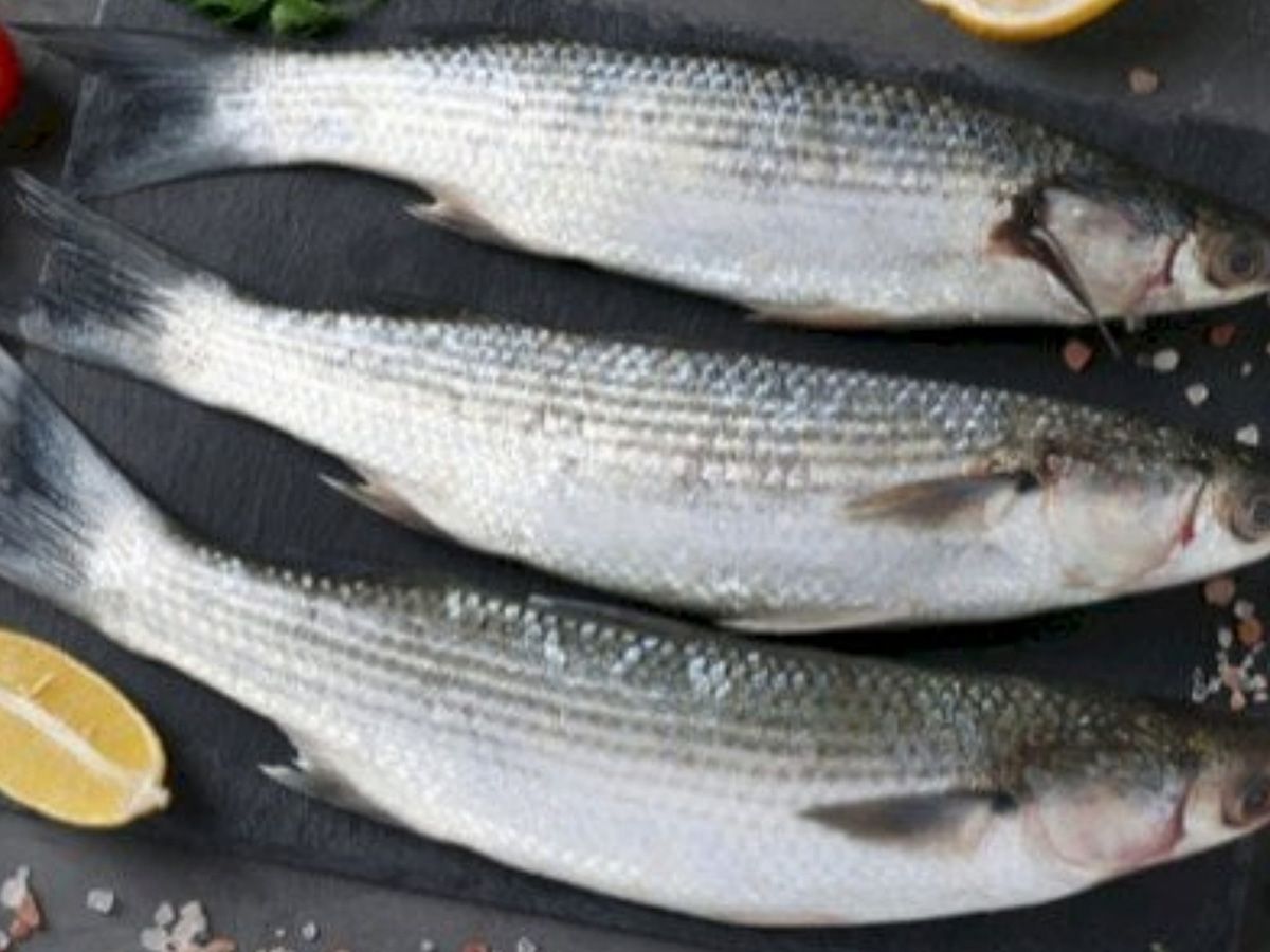 Grey Mullet Fish
