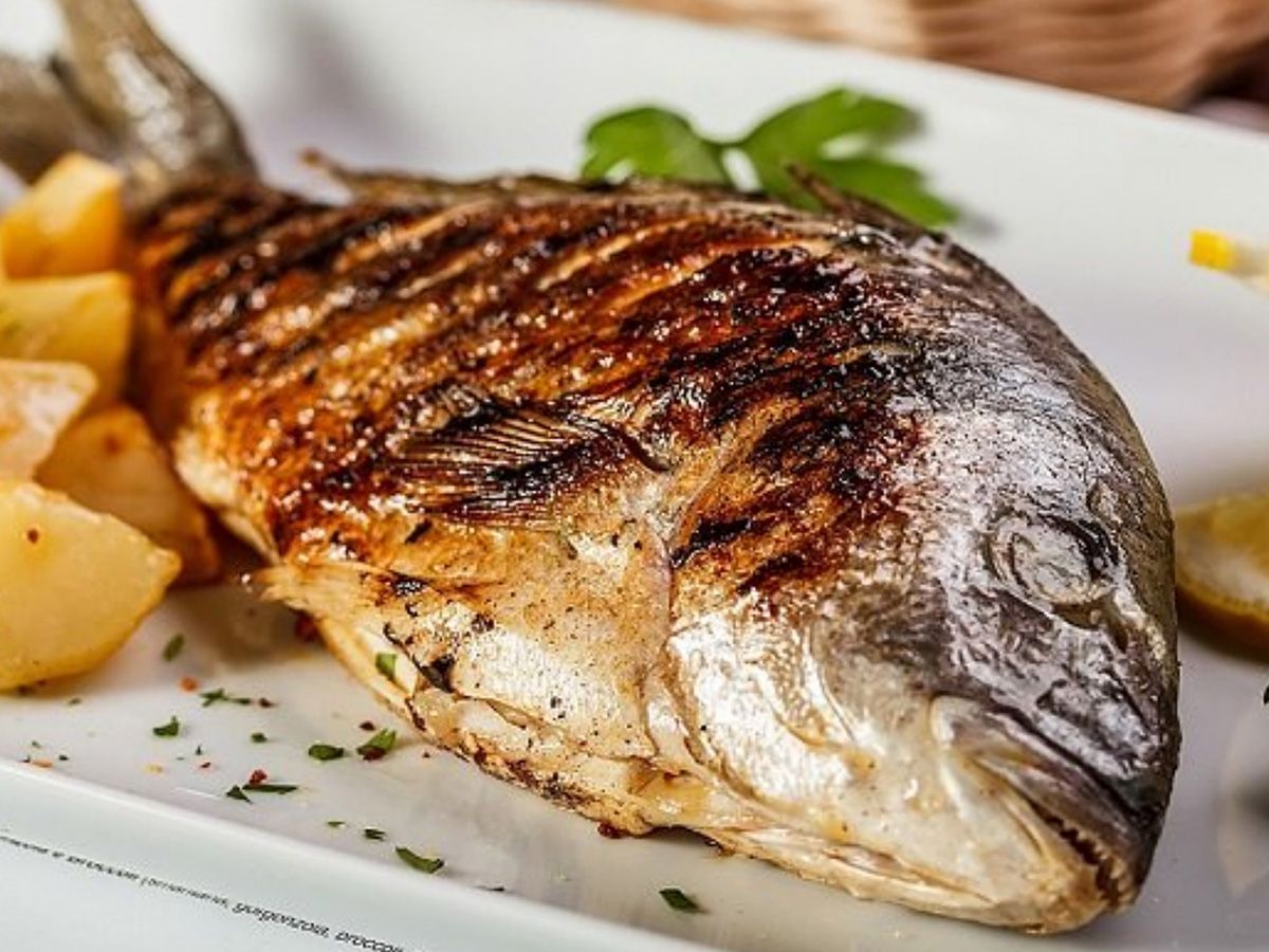 Gilthead Bream Fish