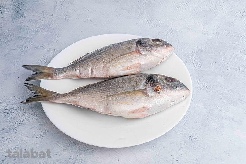 Gilthead Bream Fish