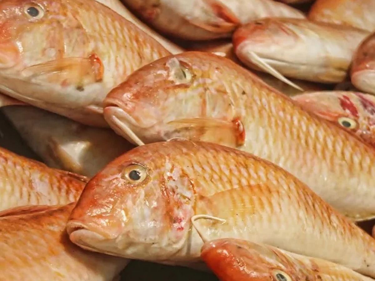 Free Sea Bream Fish