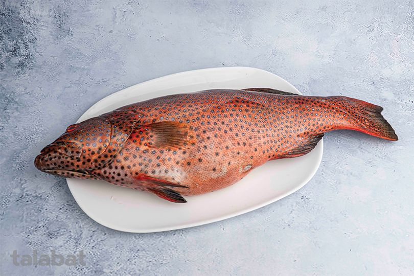 Grouper Fillet Fish
