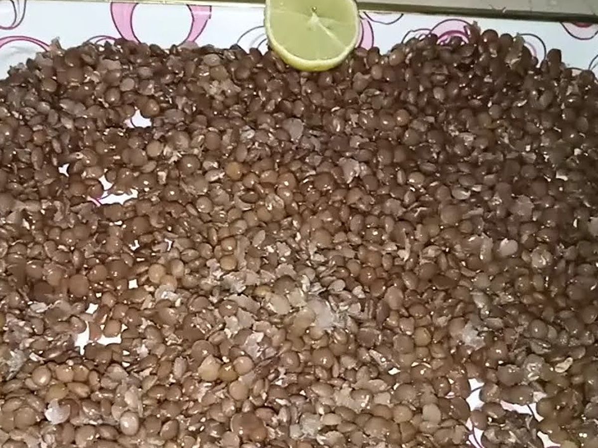 Lentil