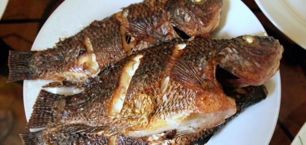 Tilapia Fish
