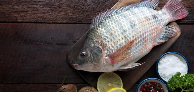Tilapia Fish