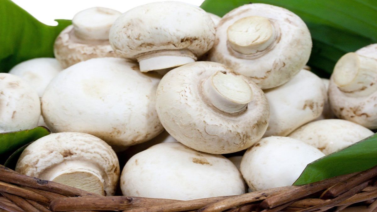 Extra Mushroom